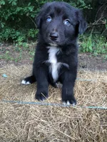 Cobalt, a male Australian Shepherd for sale in Warsaw, NC – 2 of 5