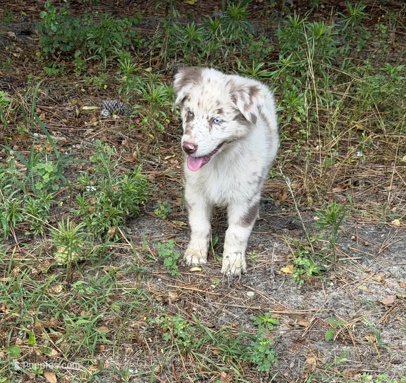 Finn on hold – Australian Shepherd puppy for sale in Warsaw, NC