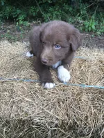 Roo, a male Australian Shepherd for sale in Warsaw, NC – 2 of 5