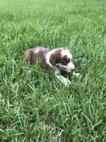 Cinder, a female Australian Shepherd for sale in Warsaw, NC – 4 of 5