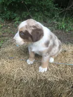 Roman, a male Australian Shepherd for sale in Warsaw, NC – 2 of 6