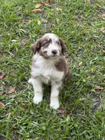 Cinder on hold, a female Australian Shepherd for sale in Warsaw, NC – 10 of 10