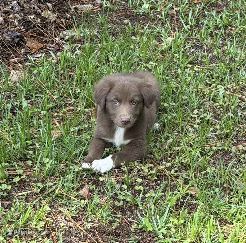 Roo  – Australian Shepherd puppy for sale in Warsaw, NC