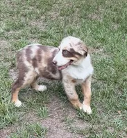Maverick, a male Australian Shepherd for sale in Warsaw, NC – 3 of 6