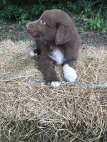 Roo, a male Australian Shepherd for sale in Warsaw, NC – 3 of 5