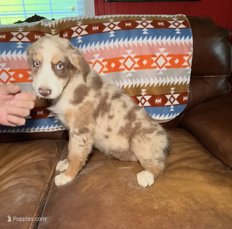 Maverick  – Australian Shepherd puppy for sale in Warsaw, NC