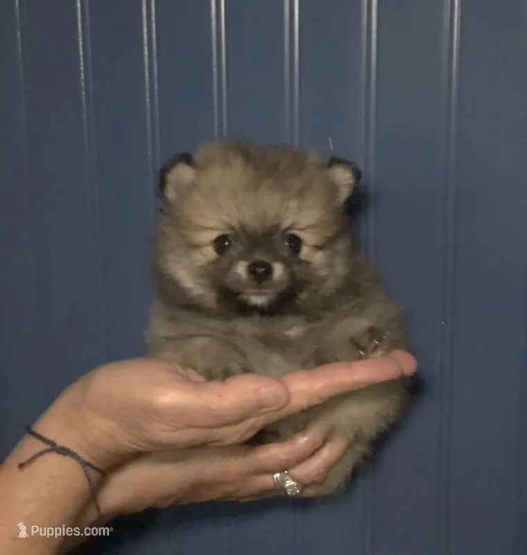 Emmie – Pomeranian puppy for sale in Warsaw, NC