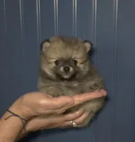 Emmie, a female Pomeranian for sale in Warsaw, NC – Photo 1 of 6