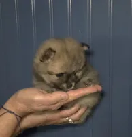 Emmie, a female Pomeranian for sale in Warsaw, NC – Photo 2 of 6