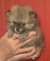 Emmie, a female Pomeranian for sale in Warsaw, NC – Photo 6 of 6