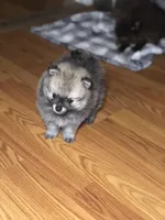 Emmie, a female Pomeranian for sale in Warsaw, NC – Photo 4 of 6