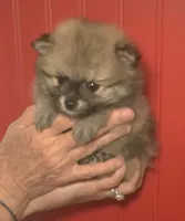 Emmie, a female Pomeranian for sale in Warsaw, NC – Photo 5 of 6