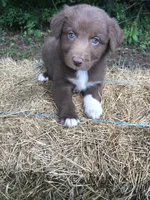 Roo, a male Australian Shepherd for sale in Warsaw, NC – 4 of 5