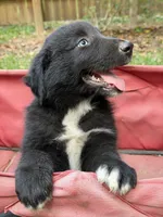 Cobalt on hold, a male Australian Shepherd for sale in Warsaw, NC – 9 of 9
