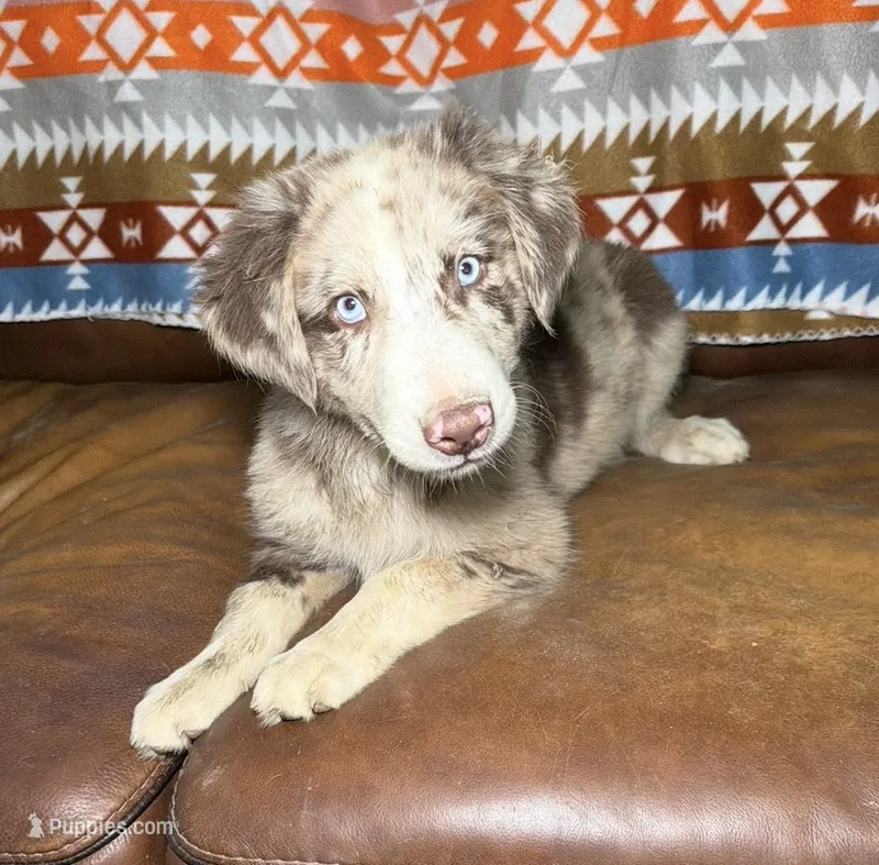 Beau – Australian Shepherd puppy for sale in Warsaw, NC