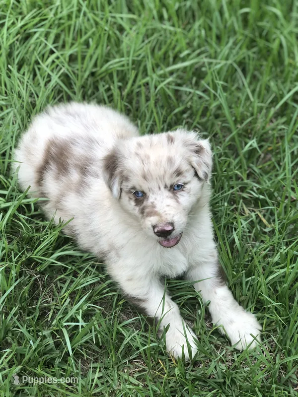 Finn on hold – Australian Shepherd puppy for sale in Warsaw, NC