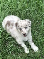 Finn, a male Australian Shepherd for sale in Warsaw, NC – 4 of 7