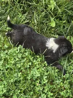 Leroy , a male Border Collie for sale in Hillsville, VA – 2 of 2
