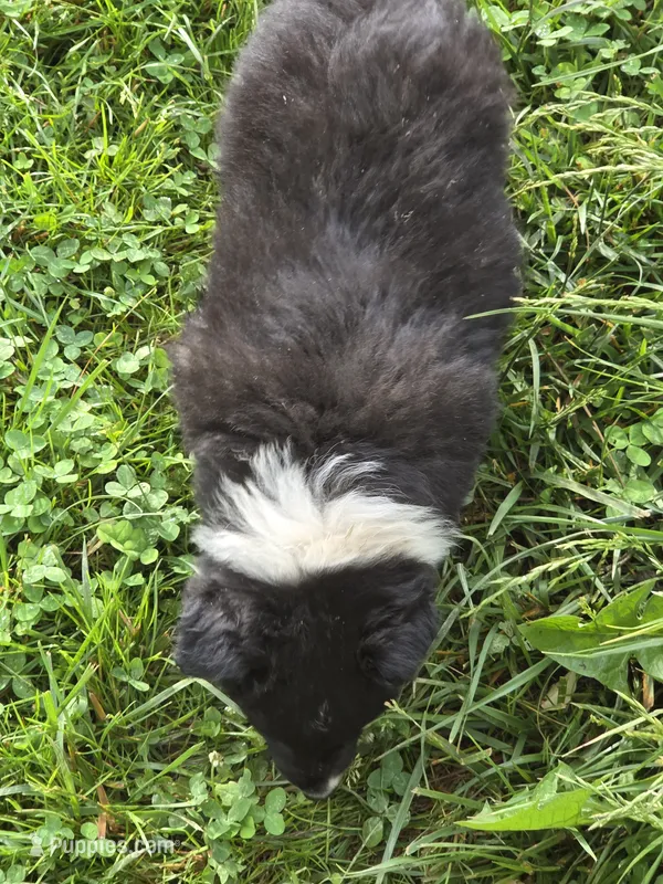 Leroy  – Border Collie puppy for sale in Hillsville, VA