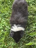 Leroy , a male Border Collie for sale in Hillsville, VA – 1 of 2