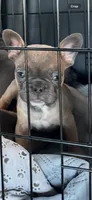 Biscuit, a male French Bulldog for sale in Boca Raton, FL – 3 of 4