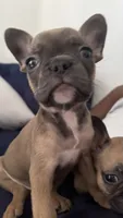 Biscuit, a male French Bulldog for sale in Boca Raton, FL – 1 of 4