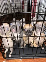 Biscuit, a male French Bulldog for sale in Boca Raton, FL – 4 of 4