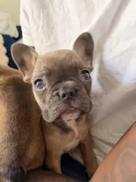 Biscuit, a male French Bulldog for sale in Boca Raton, FL – 2 of 4