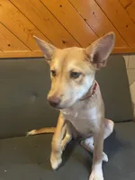 Princess, a female German Shepherd Dog and Carolina Dog for sale in Atlanta, GA – 2 of 3