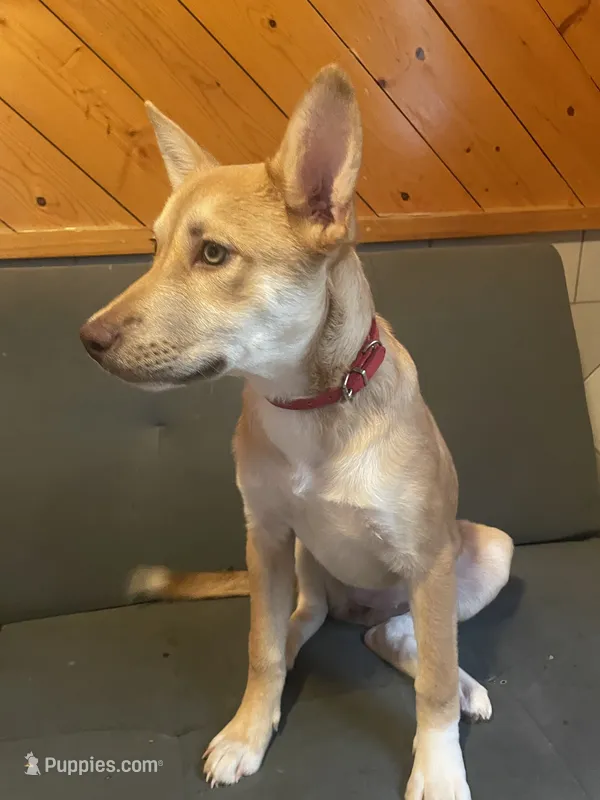 Princess – German Shepherd Dog, Carolina Dog puppy for sale in Atlanta, GA