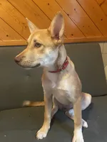 Princess, a female German Shepherd Dog and Carolina Dog for sale in Atlanta, GA – 1 of 3