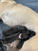 Huckleberry , a male Silken Windhound for sale in Lexington, KY – 2 of 4