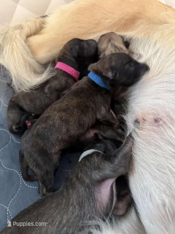 Huckleberry  – Silken Windhound puppy for sale in Lexington, KY