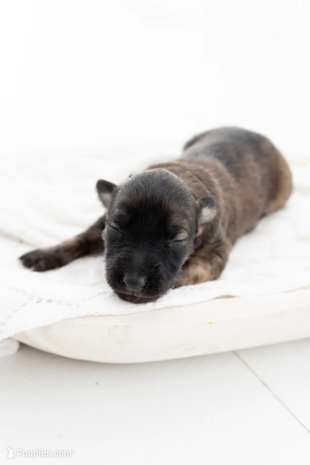 Huckleberry – Silken Windhound Puppy for Sale in | Puppies.com