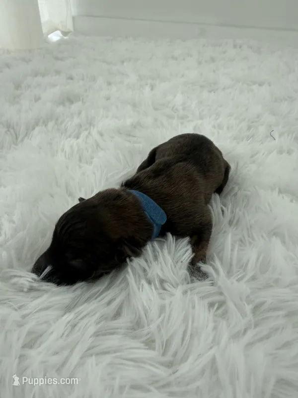 Huckleberry  – Silken Windhound puppy for sale in Lexington, KY