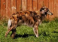 Huckleberry , a male Silken Windhound for sale in Lexington, KY – 3 of 4