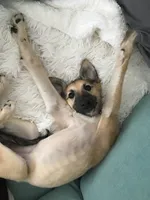 Schnitzel, a  Silken Windhound for sale in Lexington, KY – 2 of 2