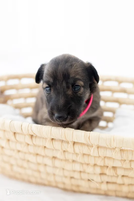 Sage – Silken Windhound puppy for sale in Lexington, KY