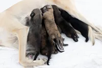 Sage, a female Silken Windhound for sale in Lexington, KY – 7 of 8