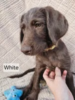 White, a female Labradoodle for sale in San Antonio, TX – Photo 4 of 6
