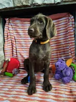 White, a female Labradoodle for sale in San Antonio, TX – Photo 2 of 6