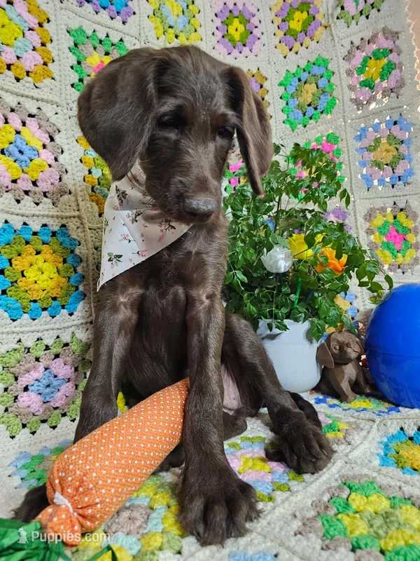 White – Labradoodle puppy for sale in San Antonio, TX