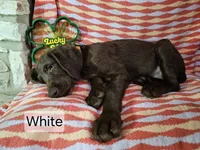 White, a female Labradoodle for sale in San Antonio, TX – Photo 5 of 6
