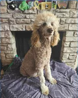 processed/97942525-30ec-4bfc-9c8e-4a245c2c70aa/listing/237e917c-6370-4b46-8883-7cfc10dc2ebd/2e66582f-bf49-4b07-a484-ea2f6e74a696