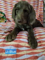 Blue, a female Labradoodle for sale in San Antonio, TX – Photo 2 of 5