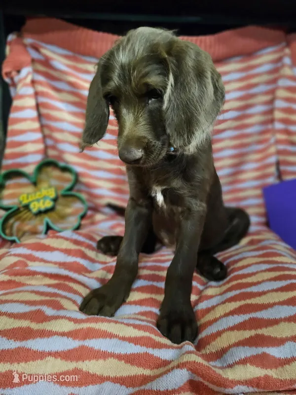 Blue, a female Labradoodle for sale in San Antonio, TX – Photo 1 of 5