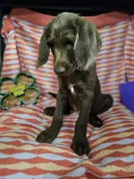 Blue, a female Labradoodle for sale in San Antonio, TX – Photo 1 of 5