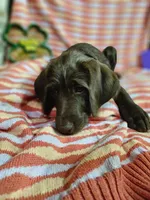 Lilac , a female Labradoodle for sale in San Antonio, TX – Photo 1 of 6