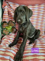 Lilac , a female Labradoodle for sale in San Antonio, TX – Photo 4 of 6