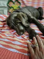 Lilac , a female Labradoodle for sale in San Antonio, TX – Photo 2 of 6